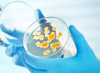 Bacterial Toxin